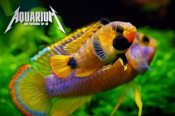 Апистограмма-панда Нийссена