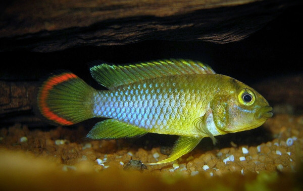 Апистограмма-панда Нийссена