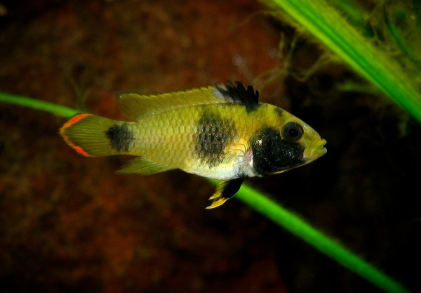 Апистограмма-панда Нийссена