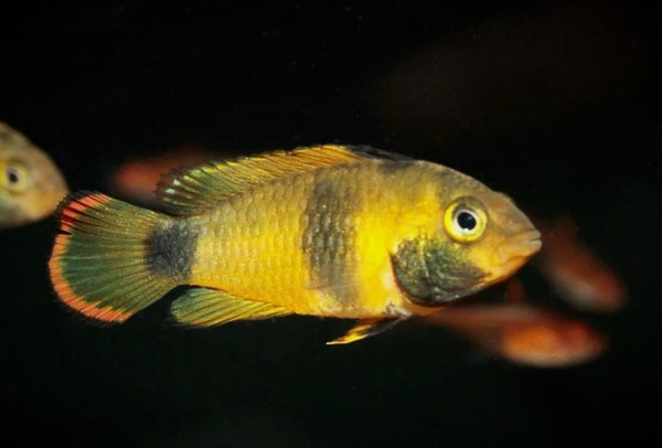 Апистограмма-панда Нийссена