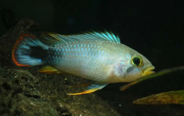 Апистограмма-панда Нийссена