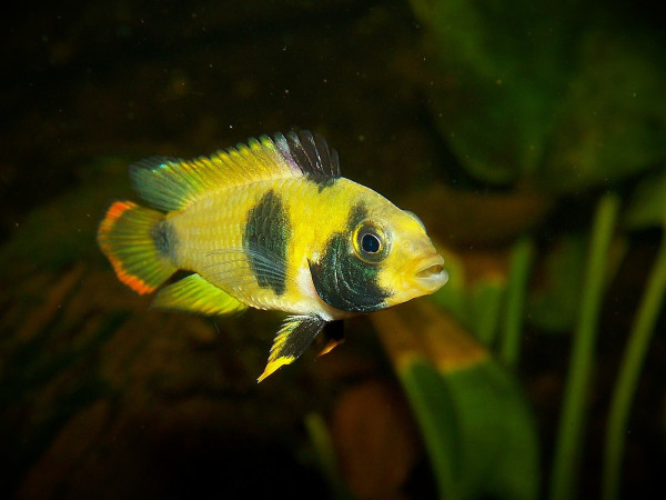 Апистограмма-панда Нийссена