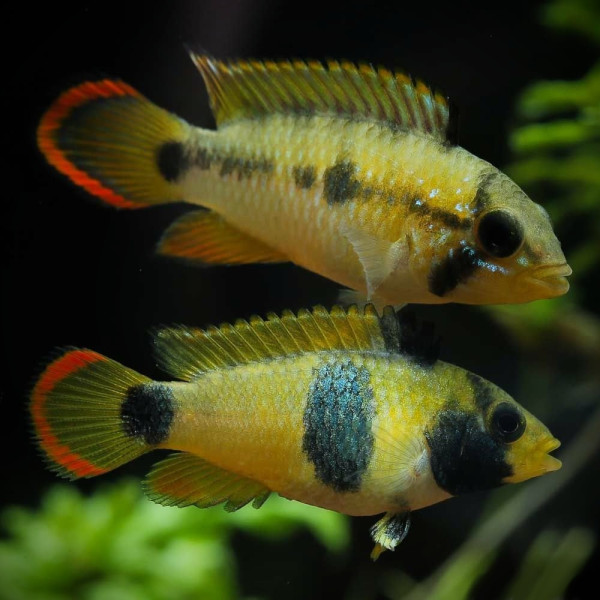 Апистограмма-панда Нийссена