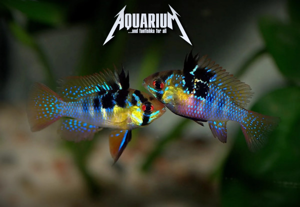 Апистограммы