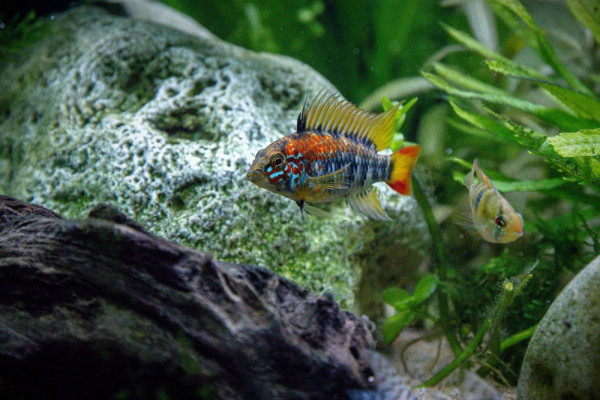 Апистограммы