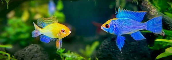 Апистограммы