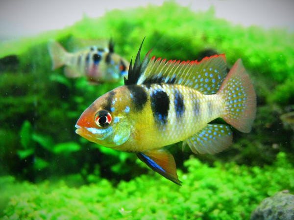 Апистограммы