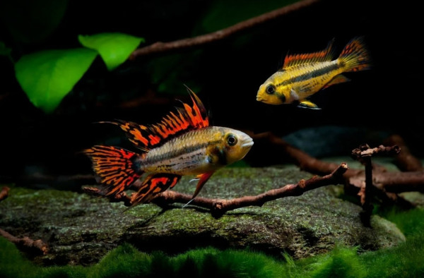 Апистограммы