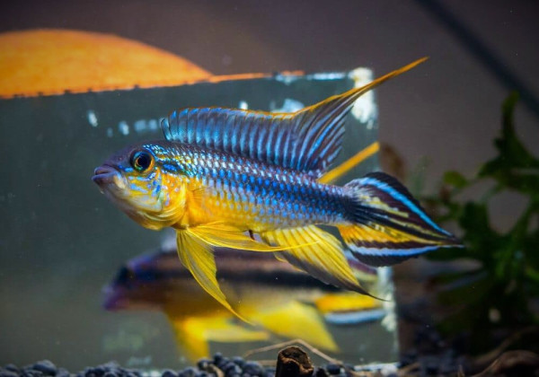 Апистограммы