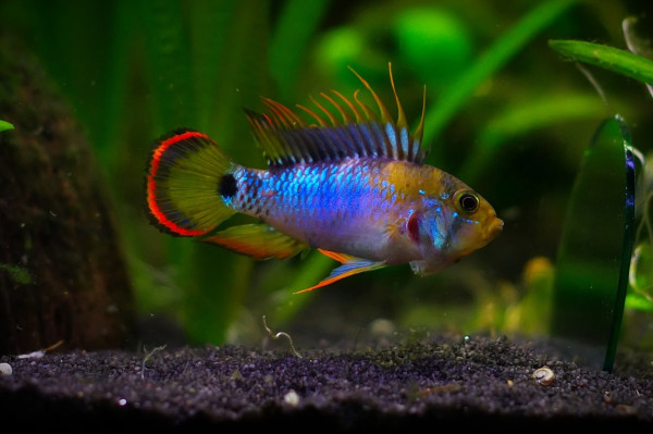 Апистограммы