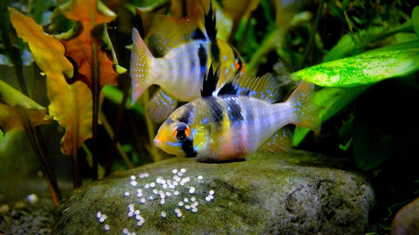 Апистограммы