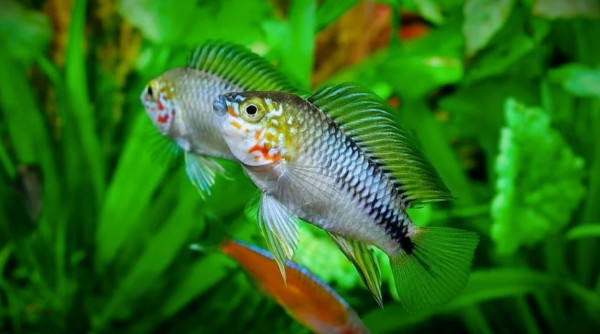 Апистограмма Борелли