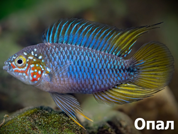 Апистограмма Борелли