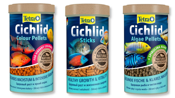 Акара бирюзовая