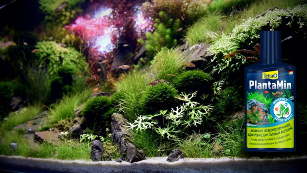 Ротала Кроваво-Красная (Rotala Blood Red)